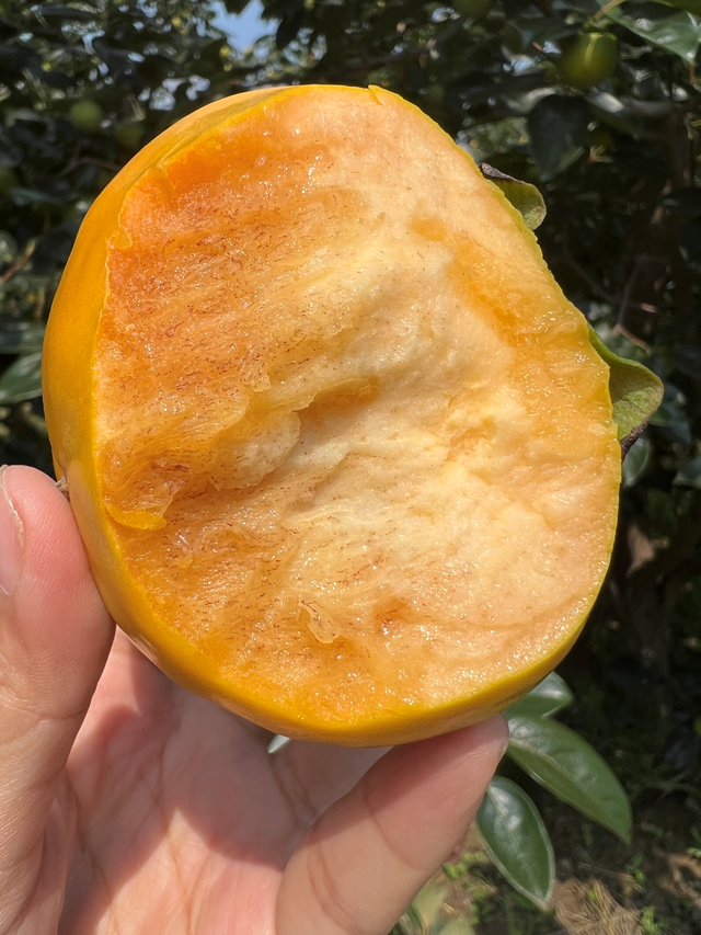 什么品种的脆柿子好吃，什么产地的脆柿子好吃（陕西巧克力糖心脆柿）