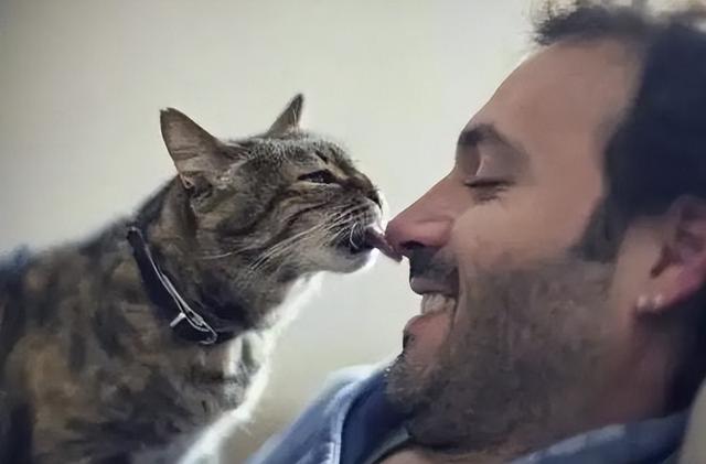 猫舔人是什么意思，一只猫舔另外一只猫什么意思（猫咪舔你，仅仅是因为喜欢你吗）