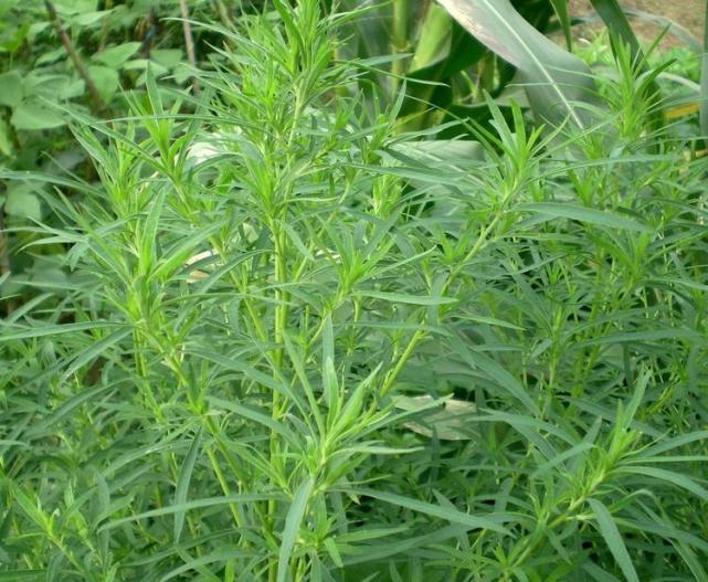 农村能吃的100种野菜图片，有哪些野菜可以吃