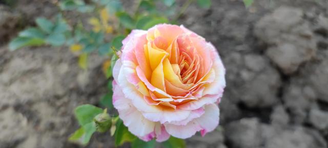 免打扰模式怎么设置，手机免打扰模式在哪里设置（手机免打扰模式开启）