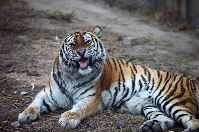 老虎的寿命一般多少年，老虎的寿命最长多少年（为什么老虎会输给了豹和豺）
