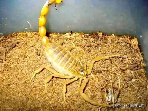 世界上的蝎子都有毒吗，世界上最大的蜘蛛（蝎子毒不能忍）