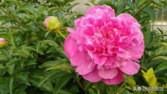 欻这个字什么意思，欻这个字什么意思昂（含义和用法举例）