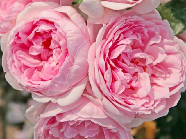 仙度瑞拉月季，仙度瑞拉是哪个公主（分享图片一一一灰姑娘月季）