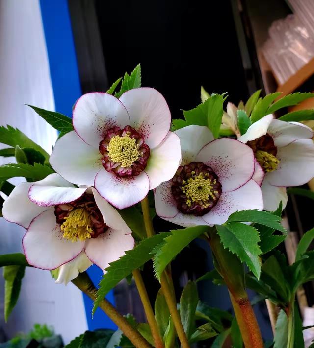 天冷了种一棵铁筷子，不怕冷开花美（耐寒植物“铁筷子”—北方户外能过冬）