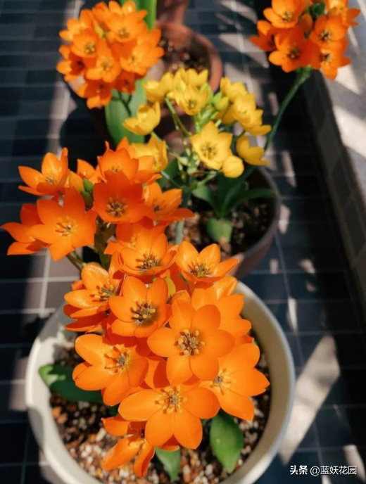 圣心百合的养殖方法和技巧，高端切花素材圣心百合