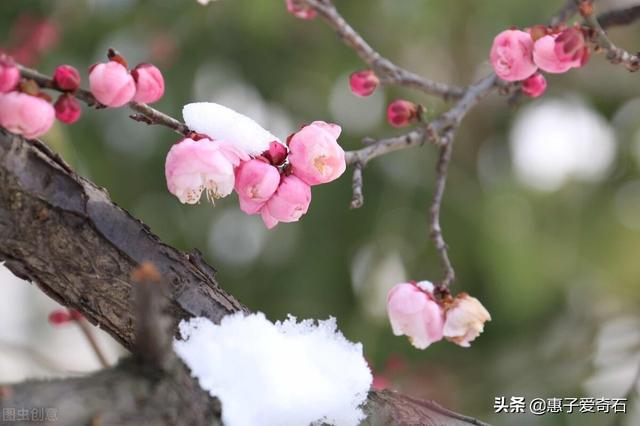 菊花残满地伤下一句是什么，菊花残满地伤的下一句是什么（赞美花中四君子的十二首诗词）