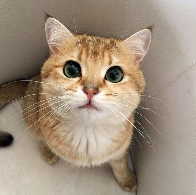 养品种猫和宠物猫有什么区别，“宠物猫”和“田园猫”的区别