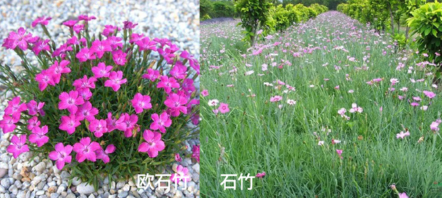 常夏石竹与欧石竹有何区别，欧石竹与石竹的区别