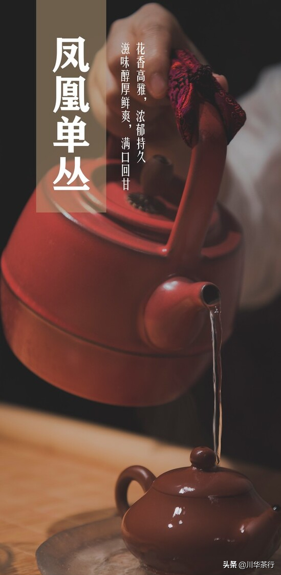 凤凰茶叶品种大全及图片，凤凰春剑茶叶铁盒多少钱（3分钟带你了解凤凰单丛茶）