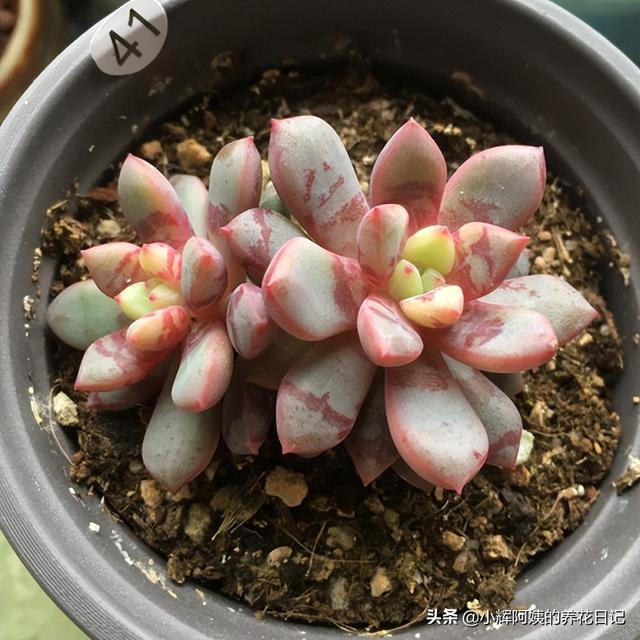 多肉植物福兔耳的养殖和繁殖方法，福兔耳多肉开花（回声、唐印、福兔耳、白帝城、阿尔比芙洛亚）