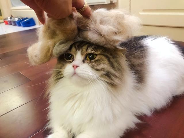 家里养猫对人的身体有什么危害，屋里养猫对人巨大的坏处是什么（养猫有这6种坏处，你能接受吗）