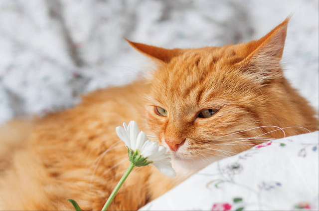 猫临死前最后一叫声代表什么，猫咪临死前的六个特殊征兆（其实是在向你“告别”）