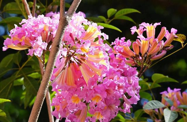 紫花风铃木可以盆栽吗，紫花风铃木北方能成活吗（分享——紫花风铃木）
