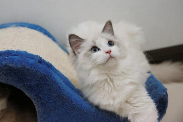 布偶猫的重点花色是有什么特点，布偶猫花色傻傻分不清楚