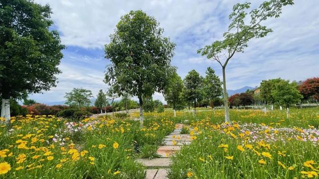 六月的菊花长啥样，一起去打卡西昌初夏美景