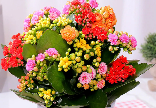 花与生活的关系花在生活中的用途，花给生活中带来了什么（美丽温馨又健康）