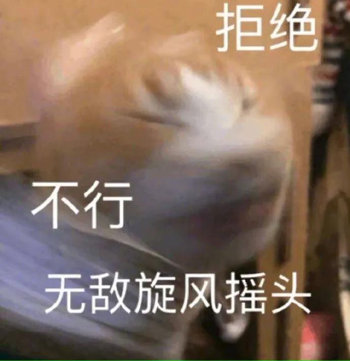 狗狗和猫的表情包，表情包：小猫小狗的表情包