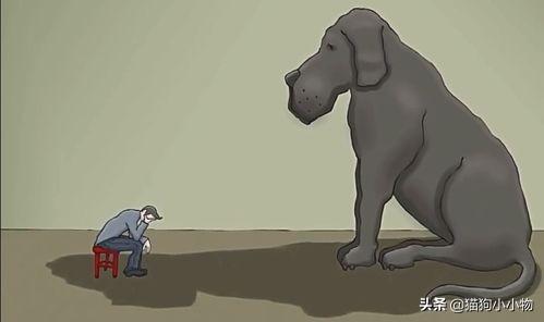 为什么狗养久了会邪门，狗养太久会做怪（揭秘：养“黑狗”真的很邪门吗）