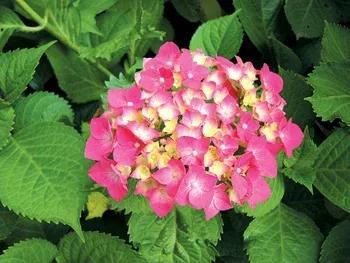 八仙花（八仙花简介，象征希望、美满和团圆（八仙花为什么叫八仙花）