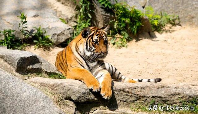 卡通老虎简笔画，怎么画卡通虎简笔画步骤图（儿童简笔画教程：老虎）