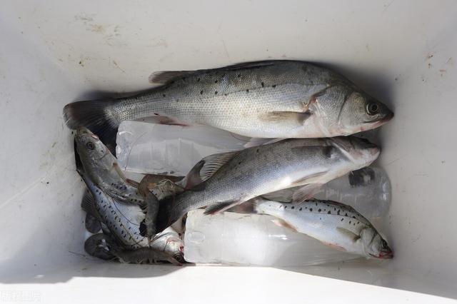 如何区分海鲈鱼和淡水鲈鱼，要分清“河鲈”和“海鲈”