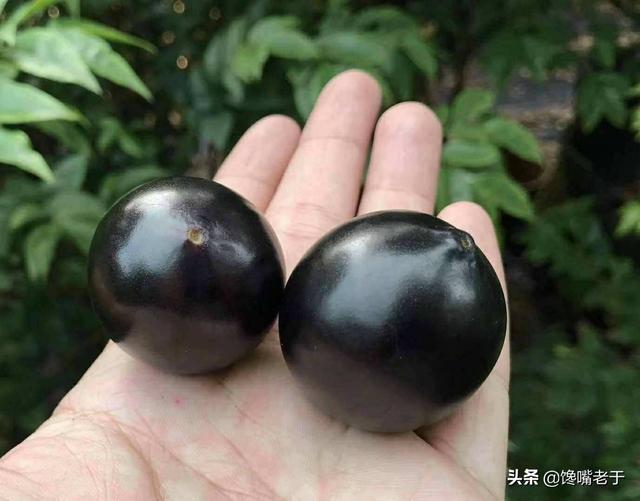 怎么挑选嘉宝果，怎么挑选嘉宝果选树叉多的好吗（惊蛰过后：无论有钱没钱）