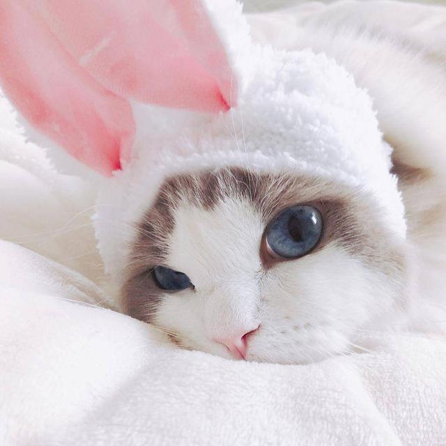 加菲猫价格多少钱一只，加菲猫多少钱一只（脾气“无敌棒”的4种猫）