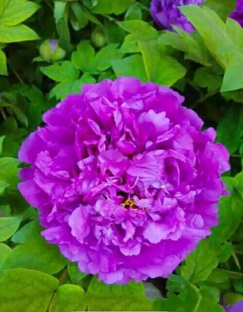 牡丹有哪些品种，牡丹有哪些品种(要名称)（精美绝伦的牡丹花十大品种图片欣赏）