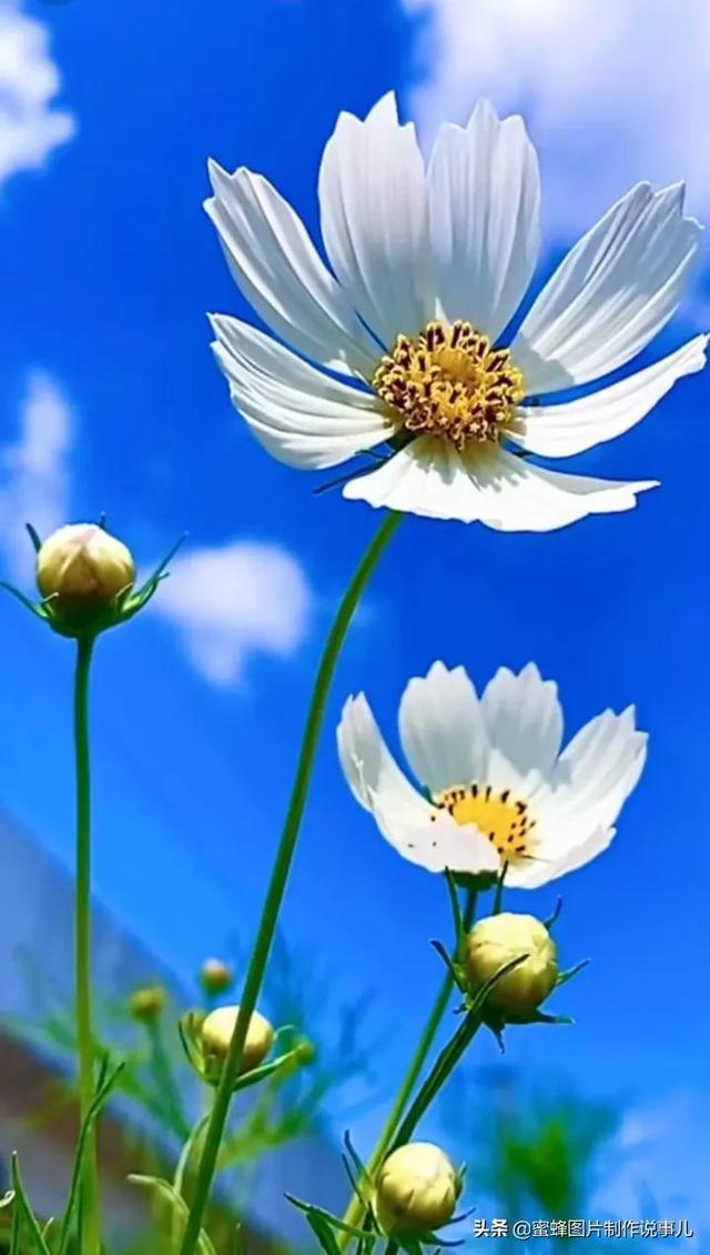唯美治愈系花朵图片/每个路口花都开在阳光里,那个路口花都开在阳光里
