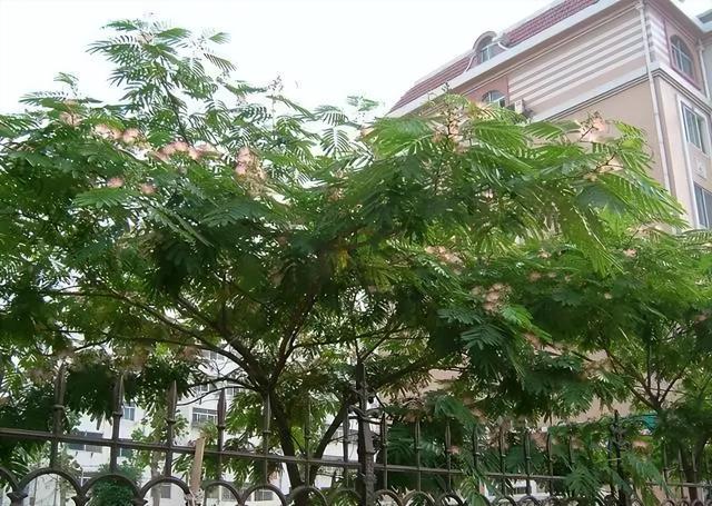 法国梧桐树苗多少钱一颗，法国梧桐树多少钱一棵（曾红极一时的7种“绿化树”）