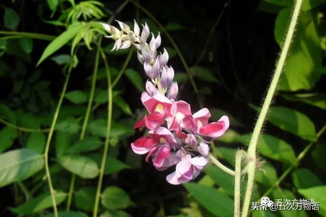 五蠹是哪五个，指的是哪五蠹？之首是儒术吗（中国麻类作物大全）