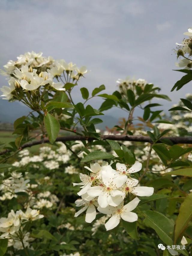 那些四月里开出绚烂花儿的野生植物们，四月有什么花开花