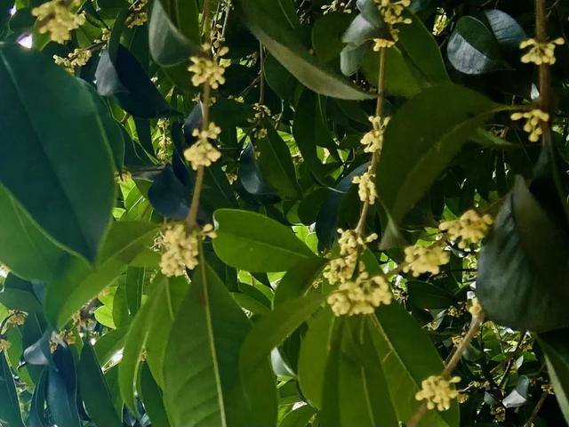 对影成三人是哪三人，对影成三人指的是谁（秋天的十大雅事）