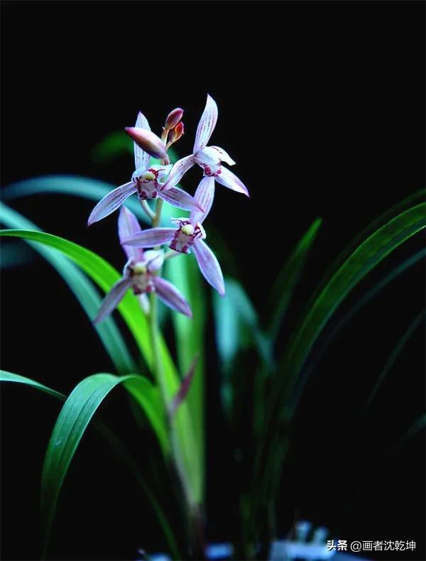 十大最贵最美兰花，绝美兰花50幅