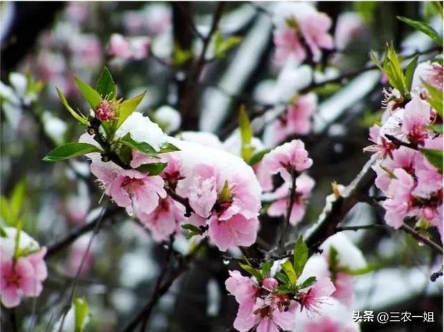 下雨的农谚或俗语，关于下雨的农谚或俗语有哪些（“最怕正月二十淋”）