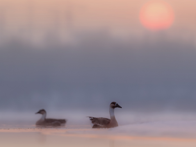 大雁象征着什么，大雁象征着什么成语（探析古代婚嫁送礼时总离不开大雁的成因）