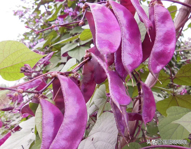 饭豆图片 植株，饭豆图片（此菜叫“峨眉豆”过去农民爱种）