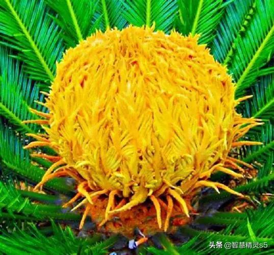 铁树开花的方法，铁树开花的方法有哪些（铁树开花了，也有芬芳的一天）