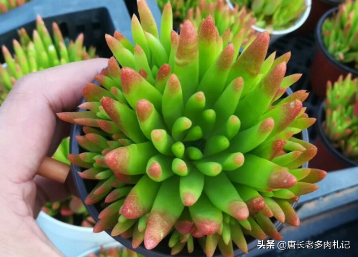 多肉风火轮有什么特点?