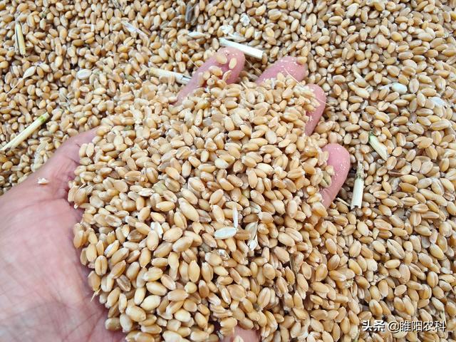 什么小麦品种是高产小麦，亩产都超900公斤