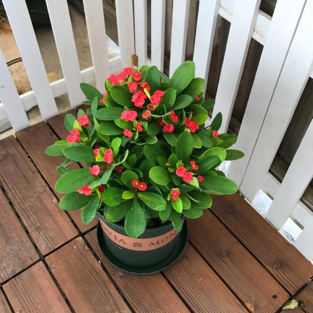 法国香水藤有毒吗，法国香水植物爬藤有毒（很多人家里都养了）