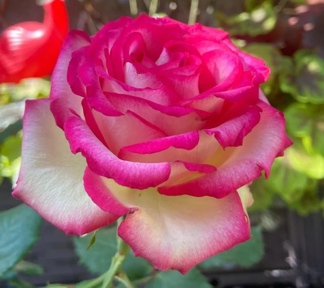 梦露和艾莎月季的区别，月季梦露百科（12种大花月季）