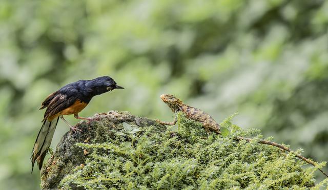 一张图看懂鸟类摄影，什么样的鸟类摄影作品更容易打动人