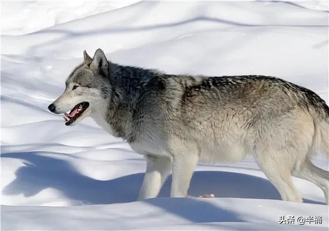 怎么区分狼和狗，狼会把狗当同类吗（成年人能徒手打败狼吗）