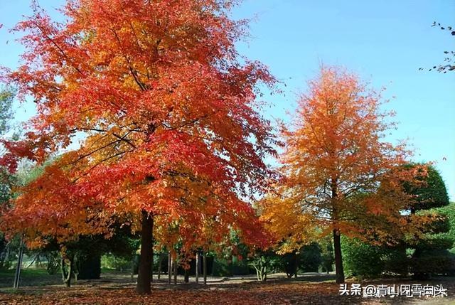 树种行情：娜塔栎市场受欢迎，种植忌盲目！（这些卖1-2万的树）