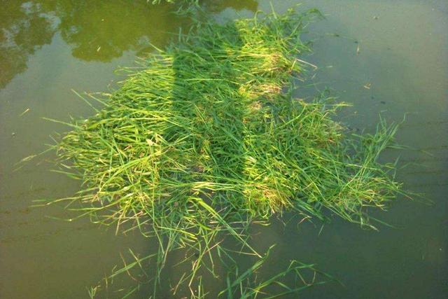 草鱼喜欢吃什么，野生草鱼喜欢吃什么（学会这三个方法找草鱼）