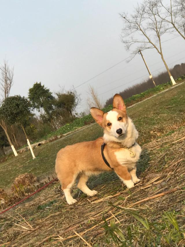 狗粮怎么给小狗吃更好，怎样喂狗粮方法（营养也均衡）