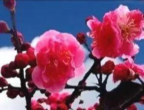 觌组词觌的组词觌字怎么组词，朲组词怎么组词（寻梅 组词 作者：刘妙顺）