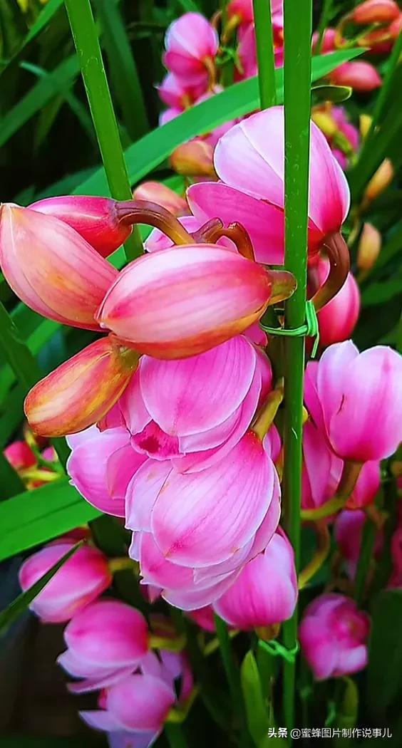 腊梅图片，一花一世界（腊梅图片）